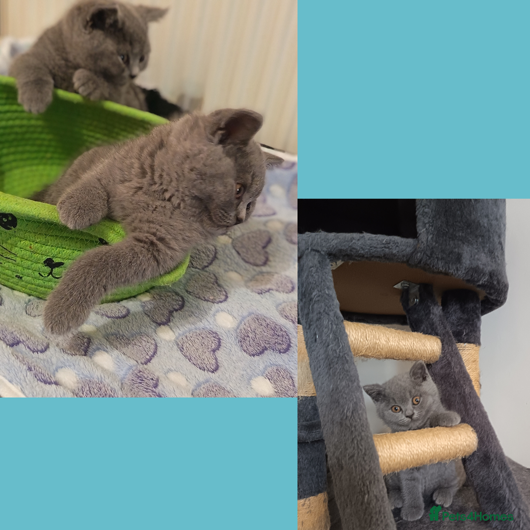British Shorthair cats for sale: British Shorthair Kittens –Available now - Advert 2