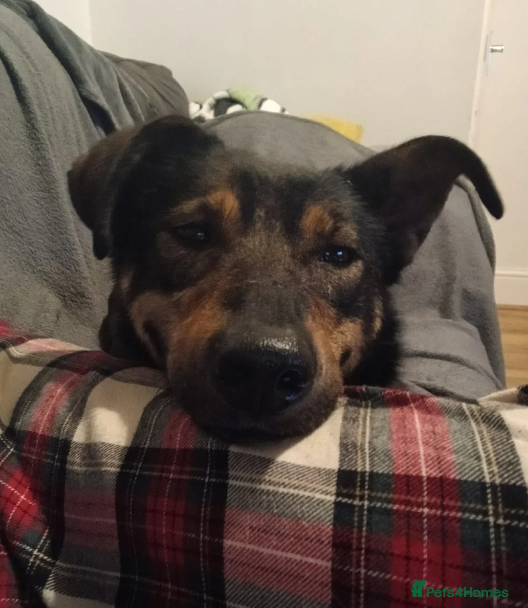 Mixed Breed dogs for adoption: Darling Rosy in Portsmouth - Advert 1