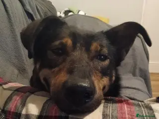 Mixed Breed dogs Darling Rosy - Advert 1