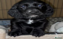 Cocker Spaniel dogs for sale: Cocker Spaniel Puppies - Image 7