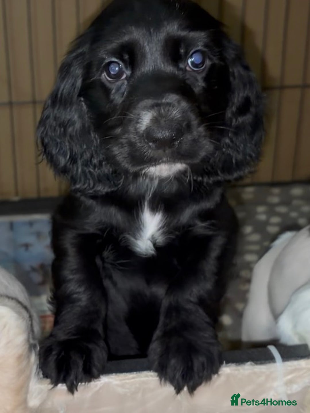 Cocker Spaniel dogs for sale: Cocker Spaniel Puppies - Image 7