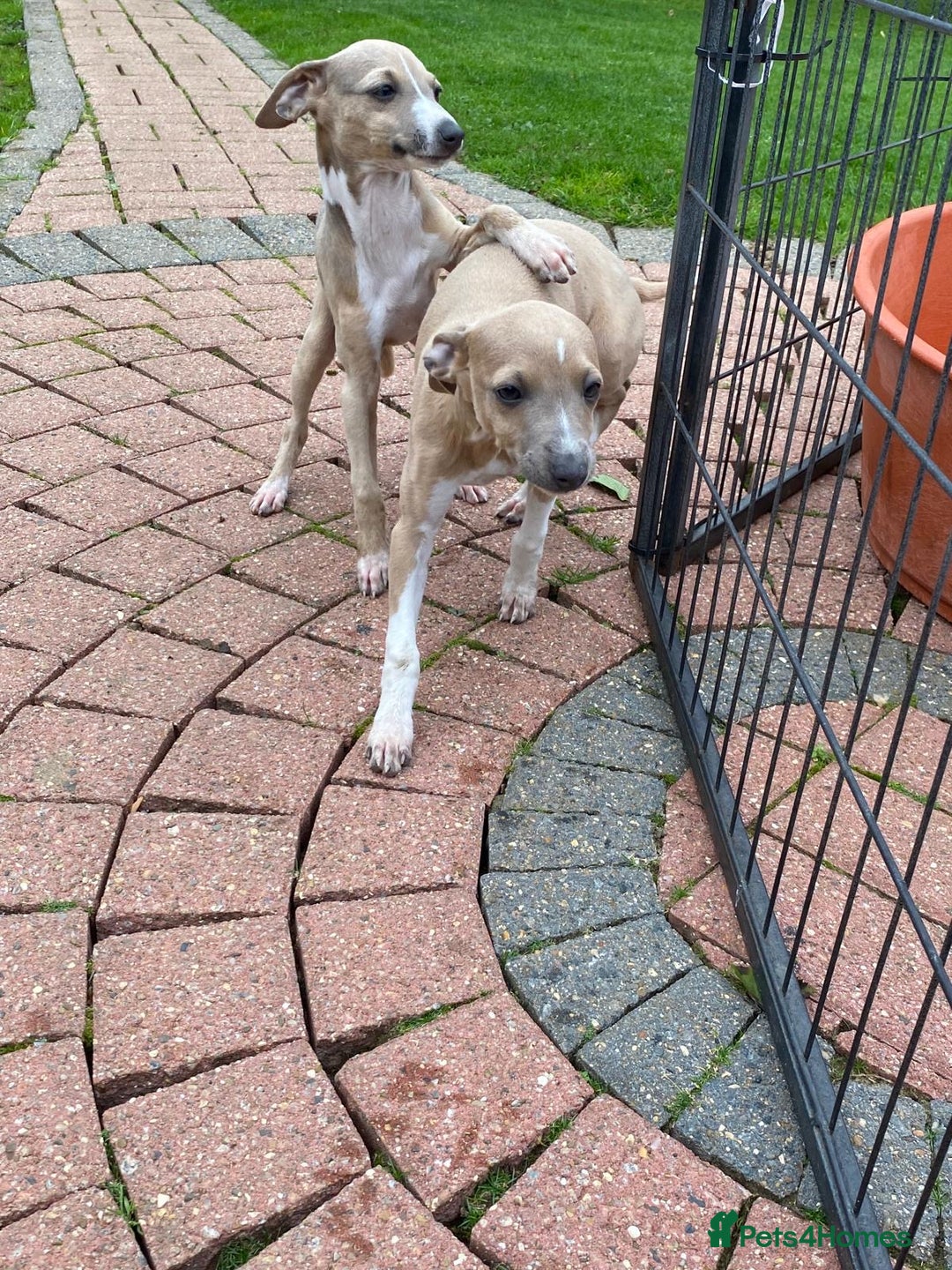 Italian Greyhound dogs for sale: Beautiful Italian greyhounds  - Image 17