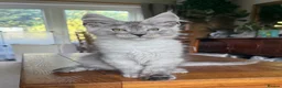 Maine Coon cats for sale: 💝Magnificent large TICA kittens 💖 - Advert 25