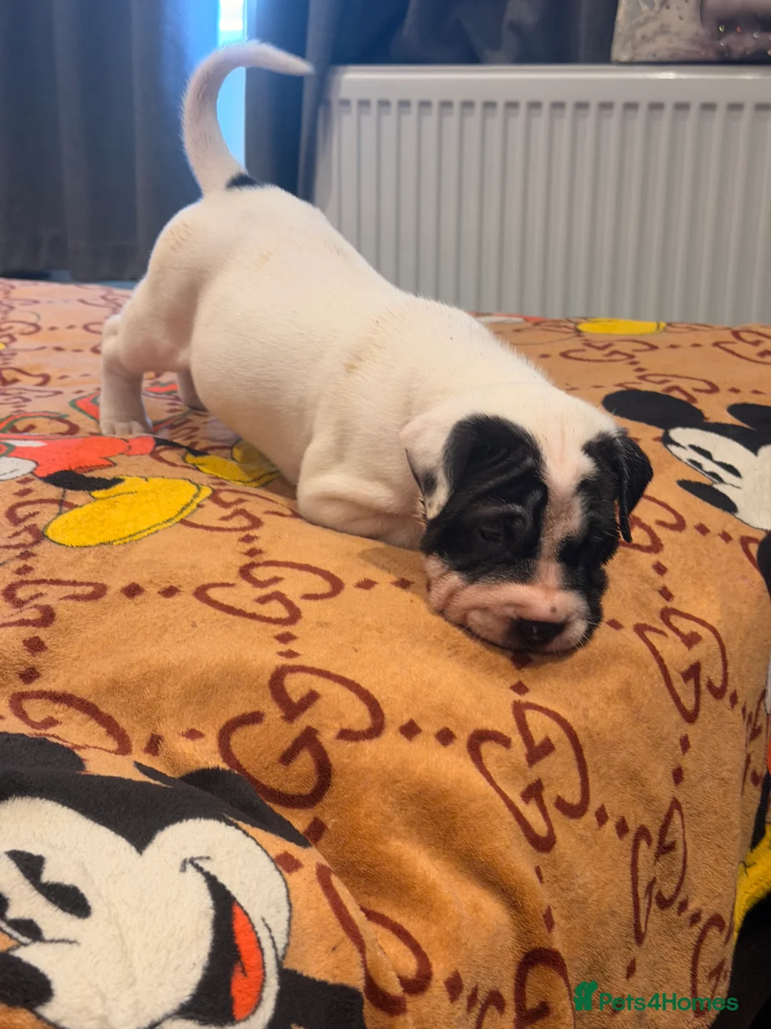 Mixed Breed dogs for sale: Lovely Sharpei/Staff  ** tiff - 2 Females Left  in Romford - Advert 2