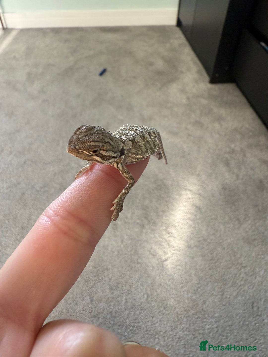 Dragon reptiles for sale: Baby Rankin Dragon - Image 12