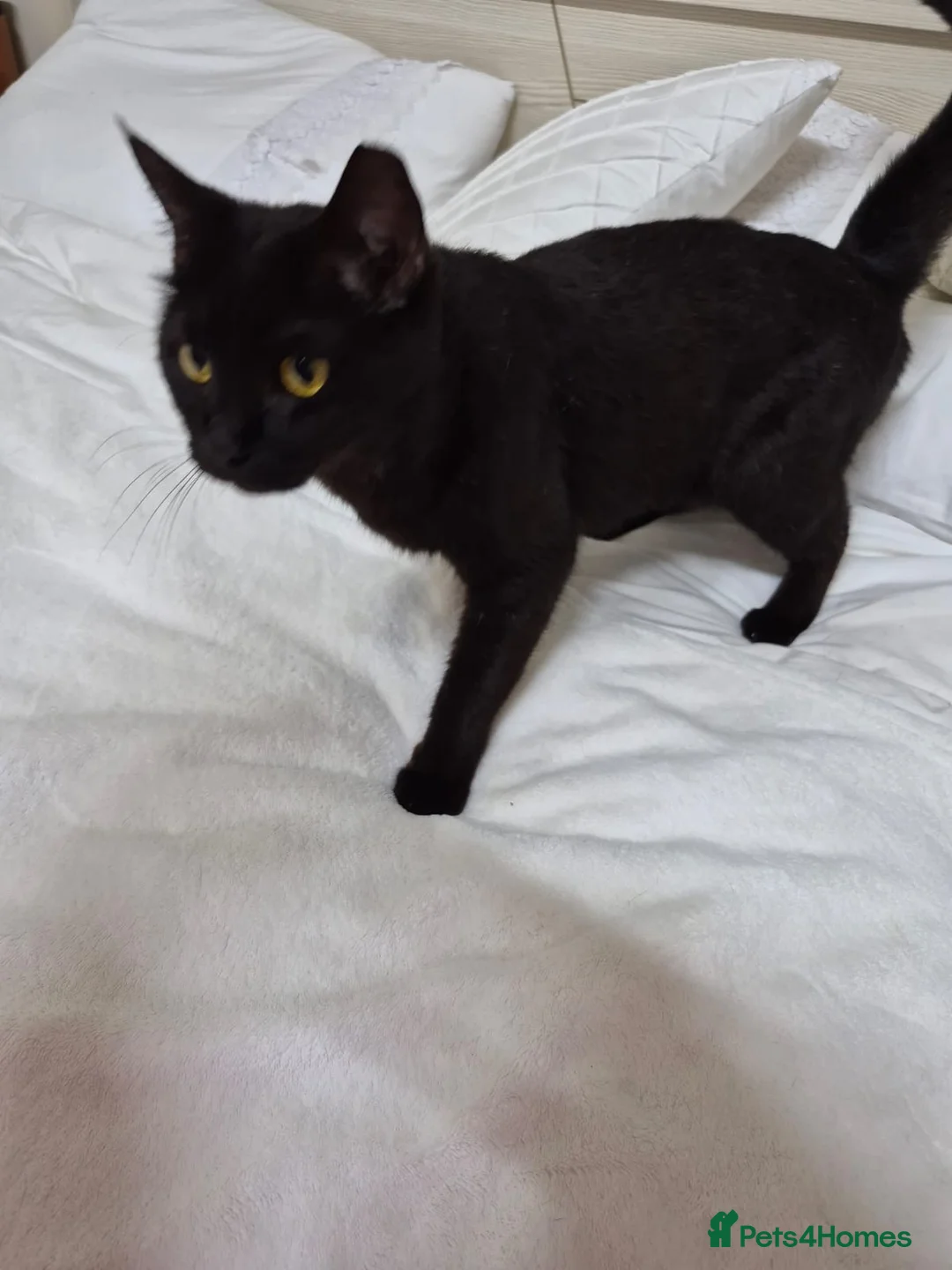 Domestic Shorthair cats for adoption: Beautiful Meme  - Advert 2