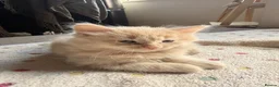 Mixed Breed cats for sale: Adorable 6-Week-Old Kittens Ready for Loving Home - Advert 18