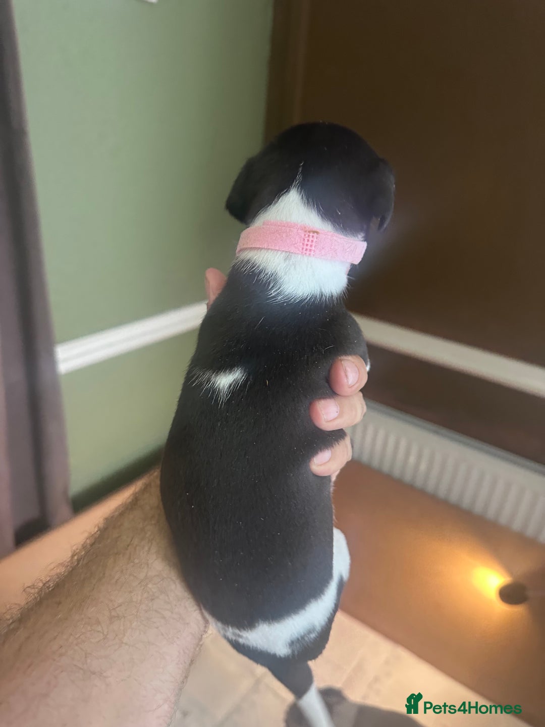 Whippet dogs for sale: Rare colours full pedigree KC Reg whippet pups  - Image 36