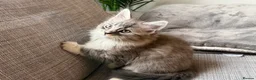 Maine Coon cats for sale: Beautiful half Maine coon kittens available  - Advert 3