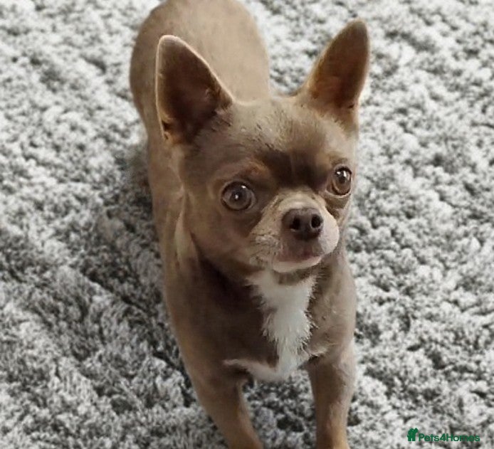 Chihuahua dogs KC reg-Health tested-PROVEN  - Advert 4