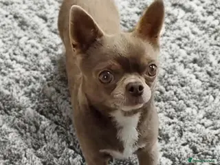 Chihuahua dogs KC reg-Health tested-PROVEN - Advert 4