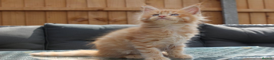 Oliver
