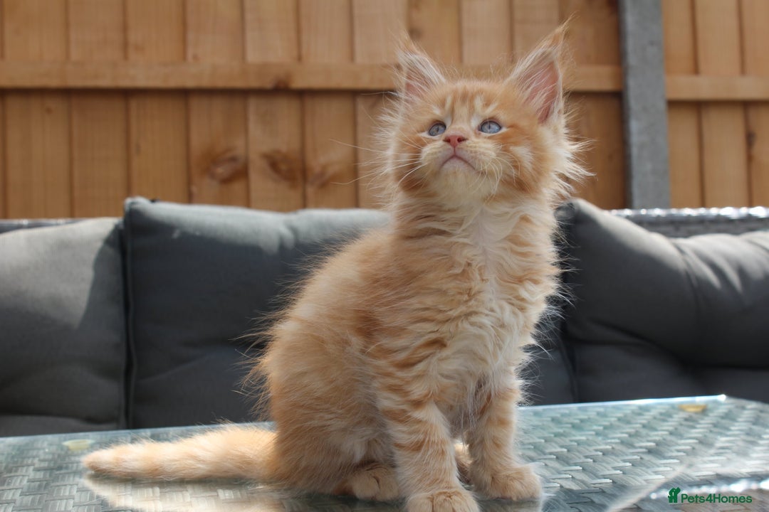 Maine Coon cats for sale: TICA registered, Blue Solid Maine Coon kittens - Image 14
