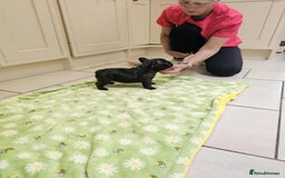 French Bulldog dogs for sale: Champion bred French Bulldog puppies - Image 11