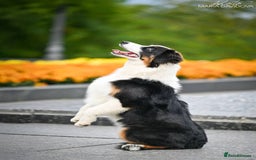 Australian Shepherd dogs for sale: Australian shepherd  - Image 9