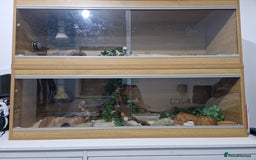 Corn Snake reptiles for sale: Adult corn snakes - Image 3
