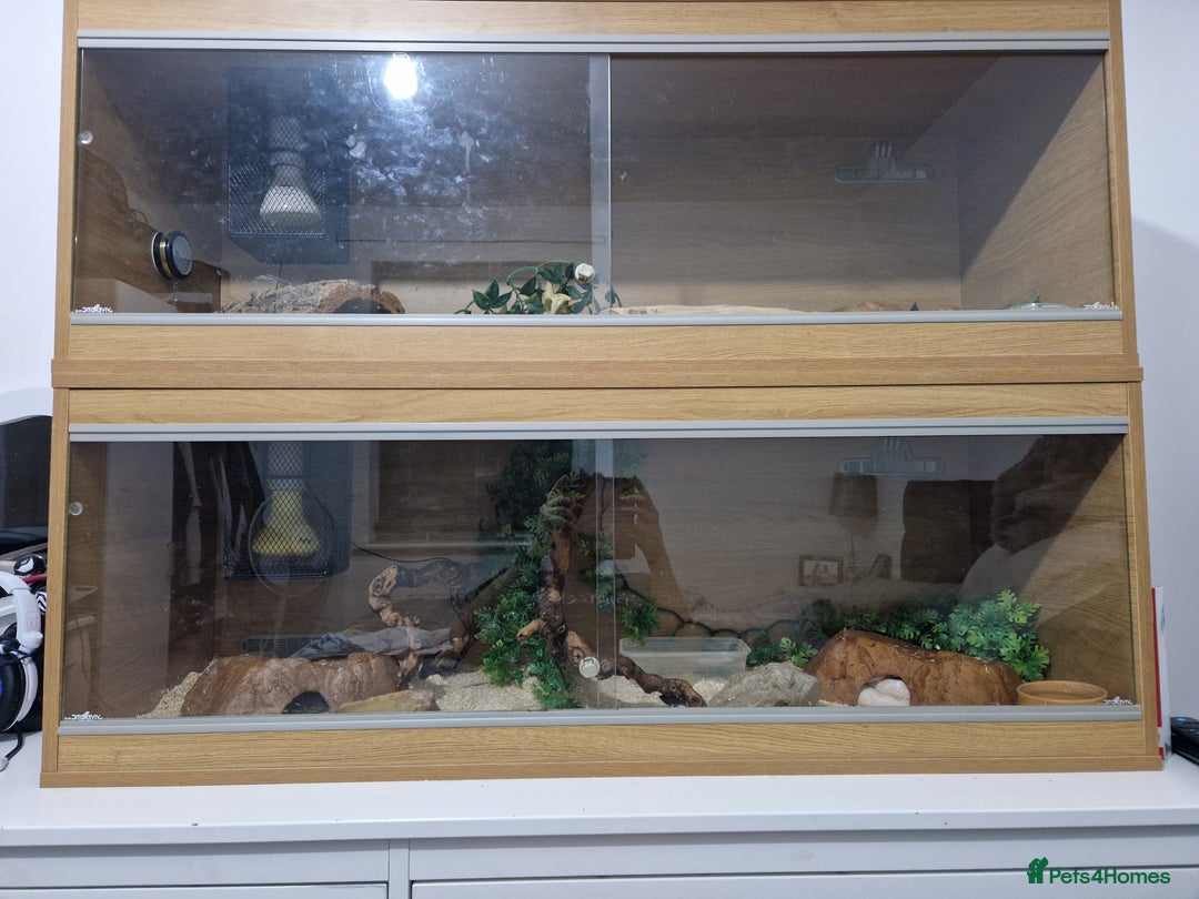 Corn Snake reptiles for sale: Adult corn snakes - Image 3