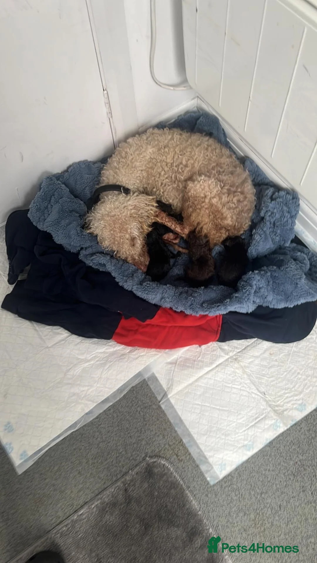 Bedlington Terrier dogs for sale: KC Bedlington puppies - Advert 1
