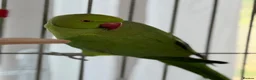 Ringnecks birds for sale:  Bonded Pair of Ringneck Parakeets - Advert 7