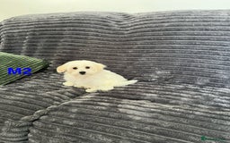 Maltese dogs for sale: Bichon puppies  in Coventry - Image 12
