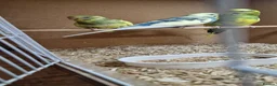 Budgerigars birds for sale: Baby budgies - Budgies - Advert 6