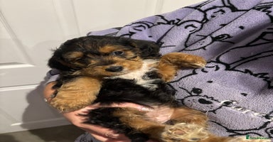 Mixed Breed dogs - Advert 1