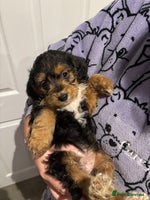 Mixed Breed dogs - Advert 1