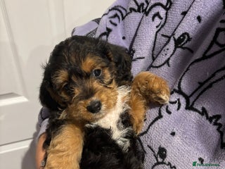 Mixed Breed dogs - Advert 3