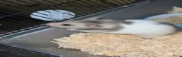 Hamster rodents for sale: Female hamster  - Advert 2