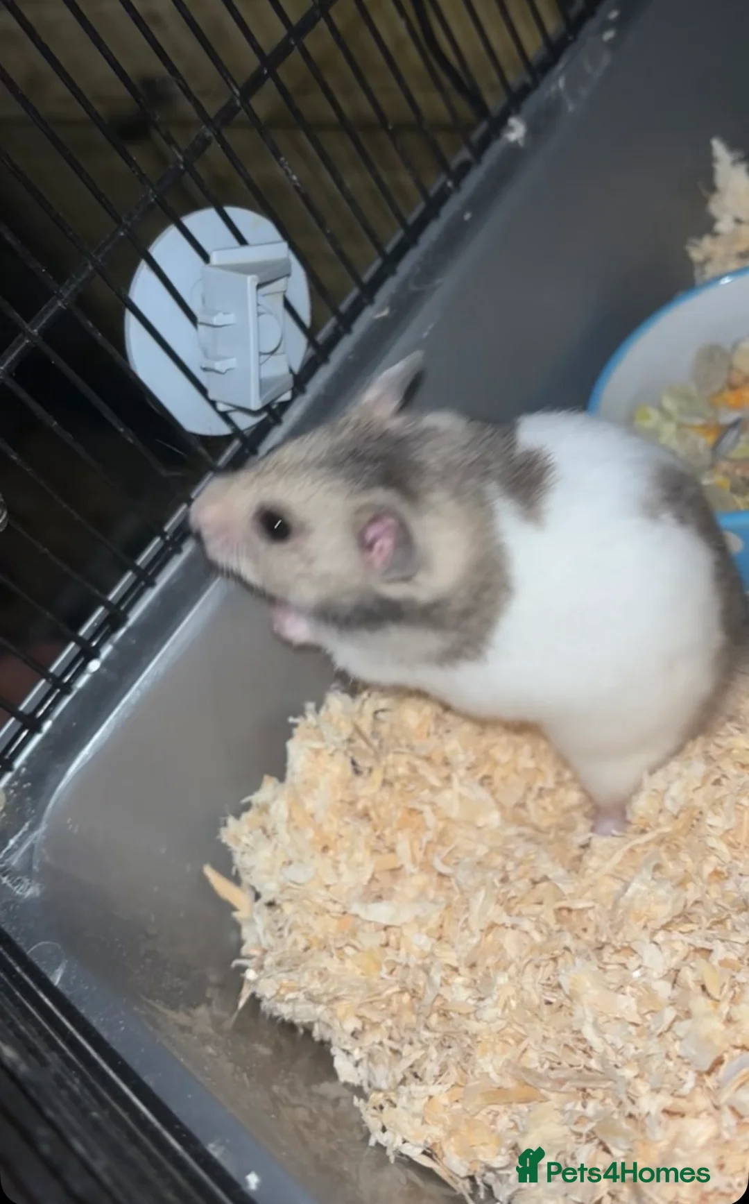 Hamster rodents for sale: Female hamster  - Advert 2
