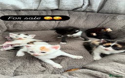 Mixed Breed cats for sale: Half Sphynx  - Image 3