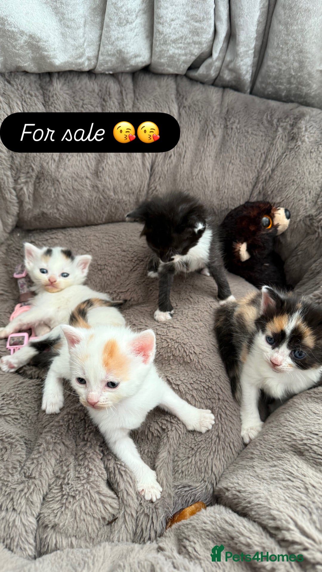 Mixed Breed cats for sale: Half Sphynx  - Image 3