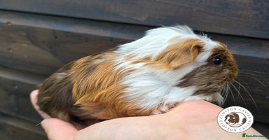 Guinea Pig rodents - Advert 4