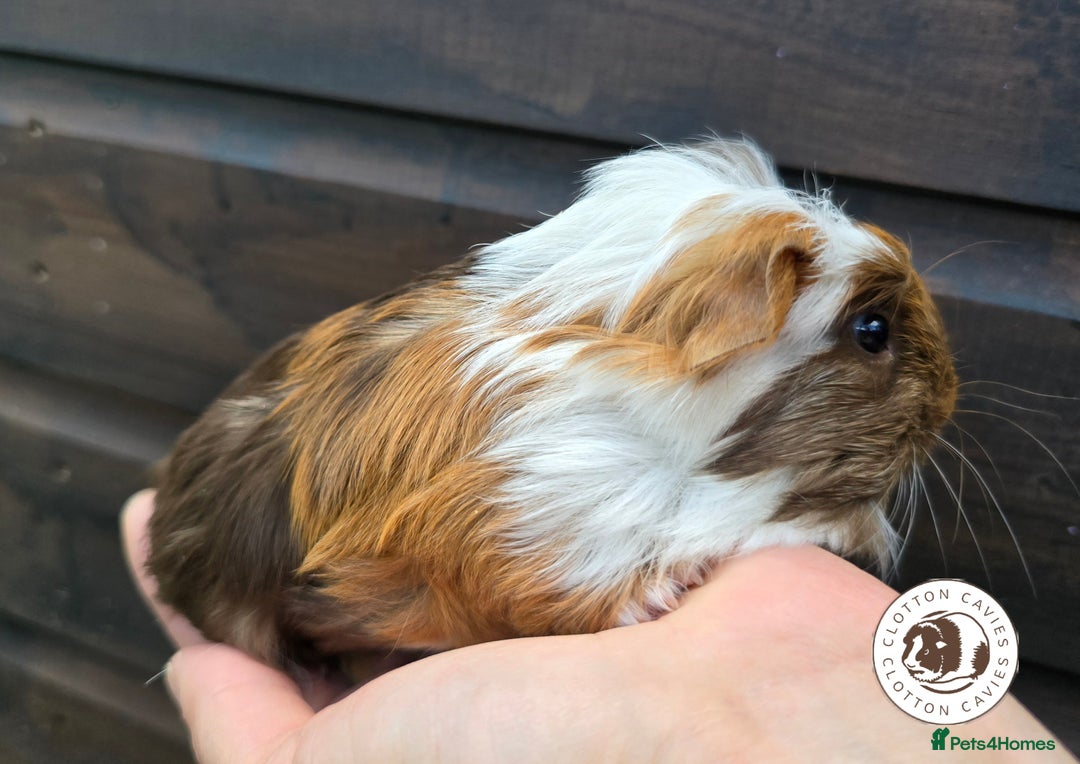 Guinea Pig rodents for sale: Gorgeous baby Guinea Pigs for sale  - Image 2