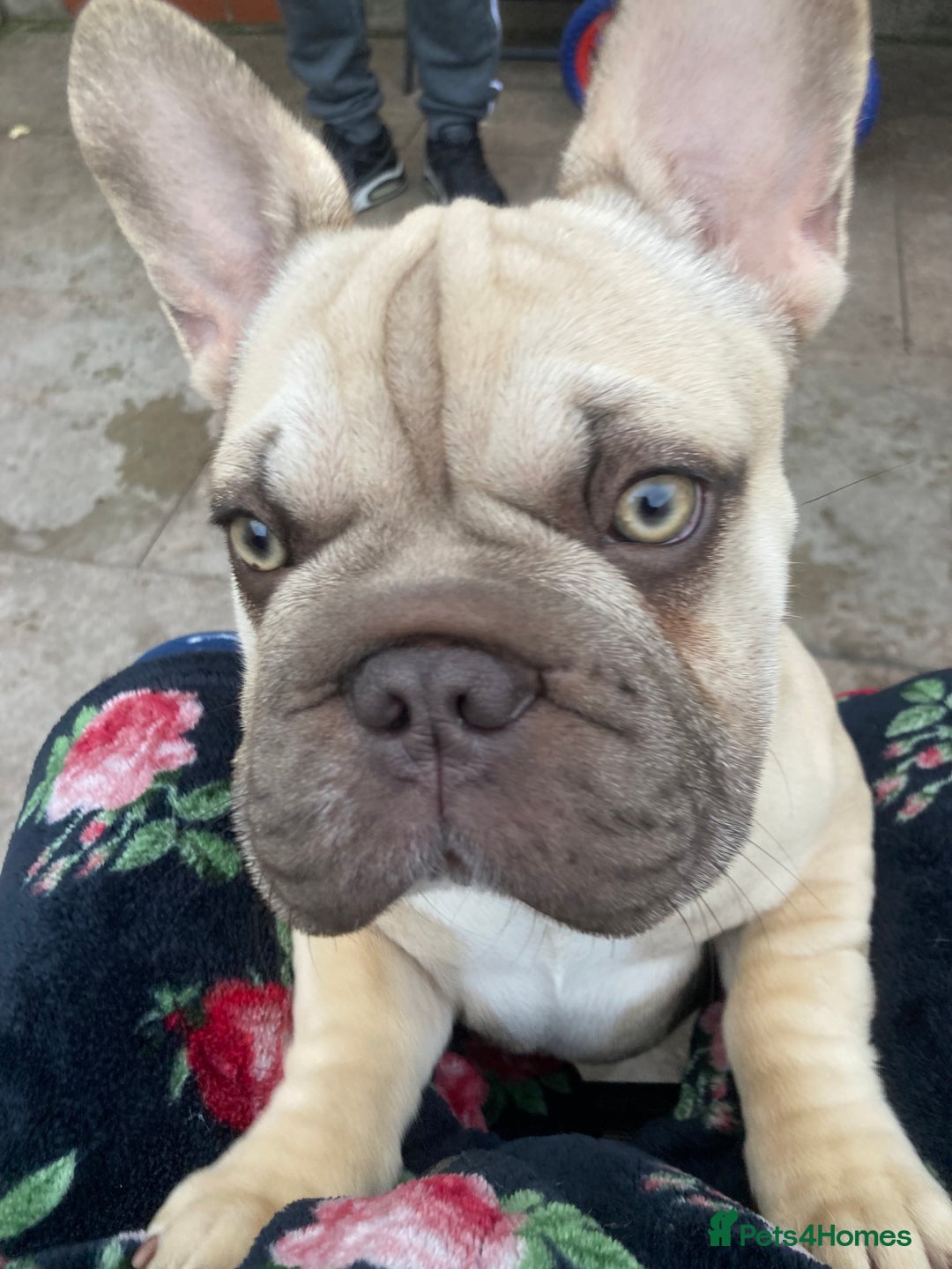 French Bulldog dogs for sale: French bulldog  - Image 6