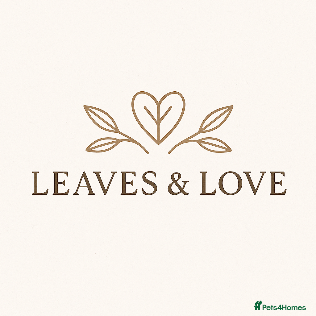 Stick Insects invertebrates Indian Stick Insect (Carausius Morosus) Nymphs - Advert 2