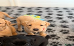 Labrador Retriever dogs for sale: Beautiful KC Registered Labrador Puppies - Image 7