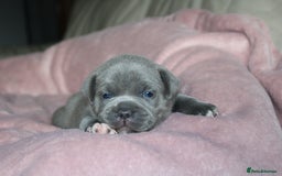 Staffordshire Bull Terrier dogs for sale: KC Reg Staff Pups Blue/Black, Champion Blood Lines - Image 5