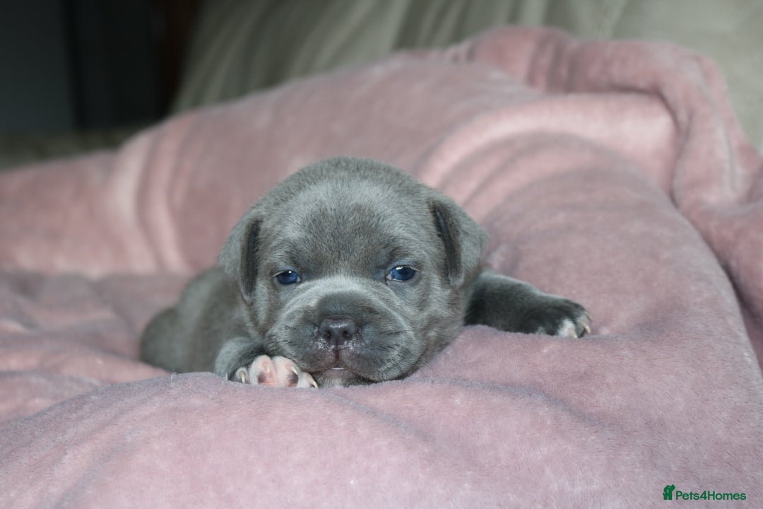 Staffordshire Bull Terrier dogs for sale: KC Reg Staff Pups Blue/Black, Champion Blood Lines - Image 5