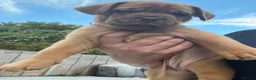 Dogue De Bordeaux dogs for sale: Dogue de Bordeaux 🐶 last 4 remaining 💙💙🩷🩷 - Advert 22