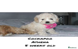Cockapoo dogs for sale: Unique F1 Cockapoo Puppies - Advert 21