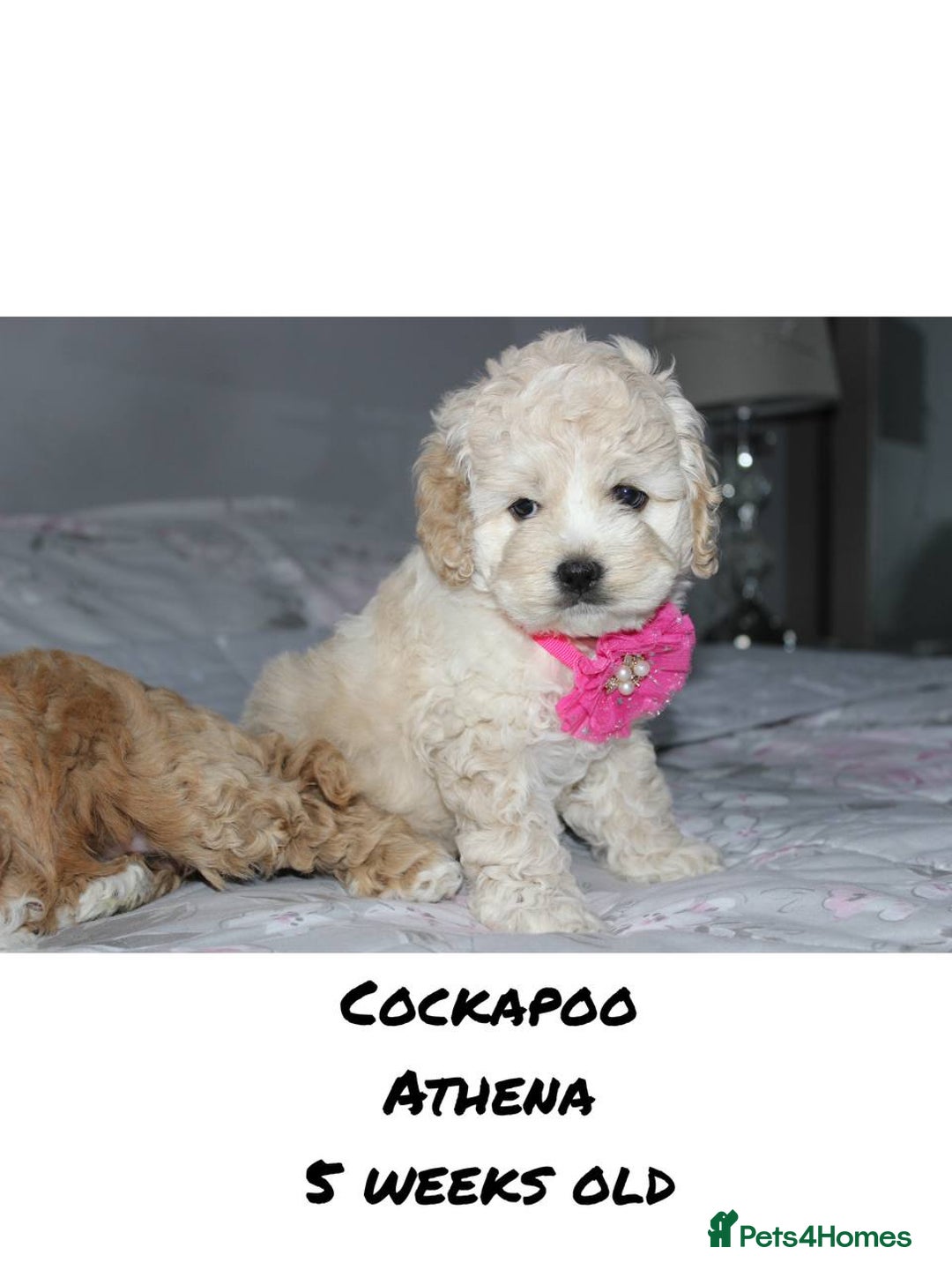 Cockapoo dogs for sale: Unique F1 Cockapoo Puppies - Advert 21