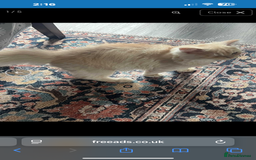Persian cats for sale: Persian male cat - Image 2