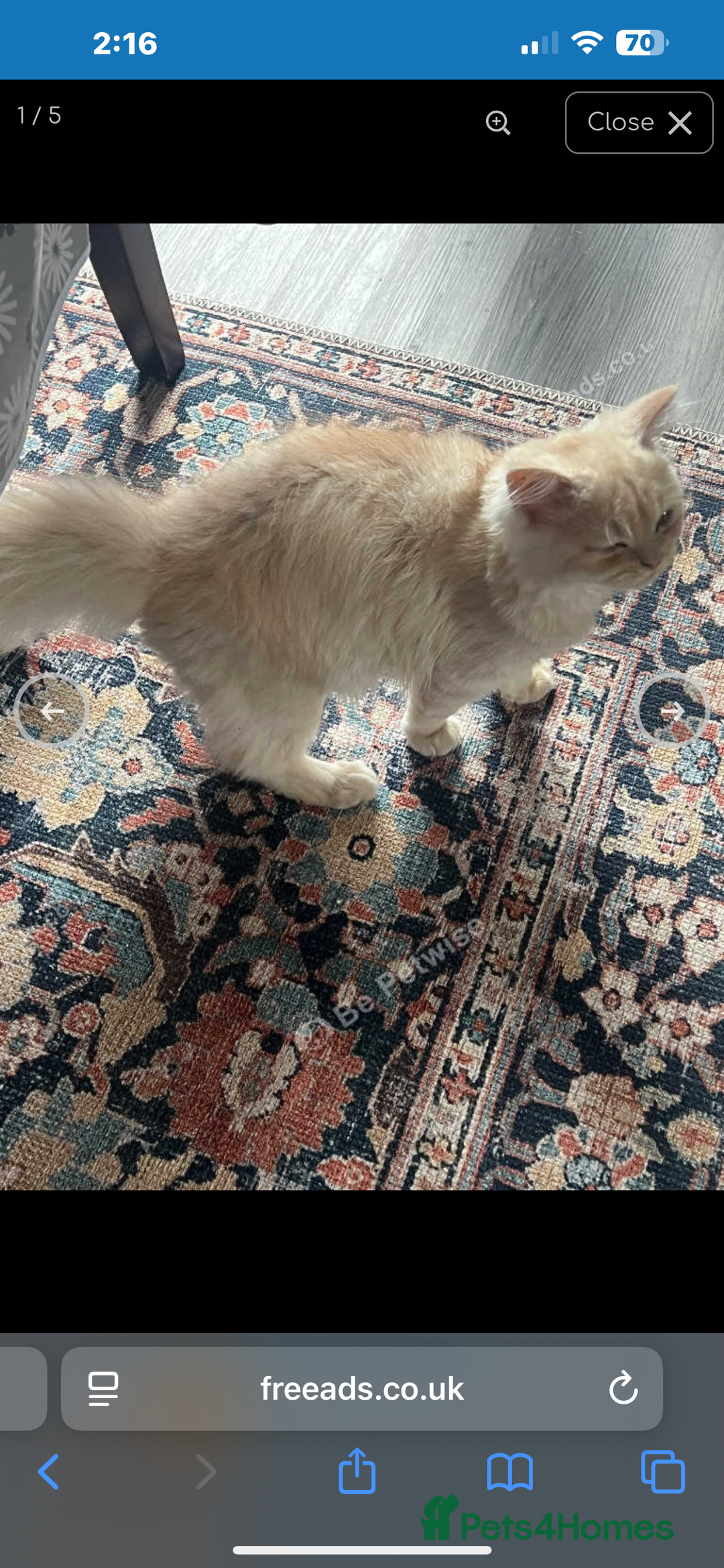 Persian cats for sale: Persian male cat - Image 2