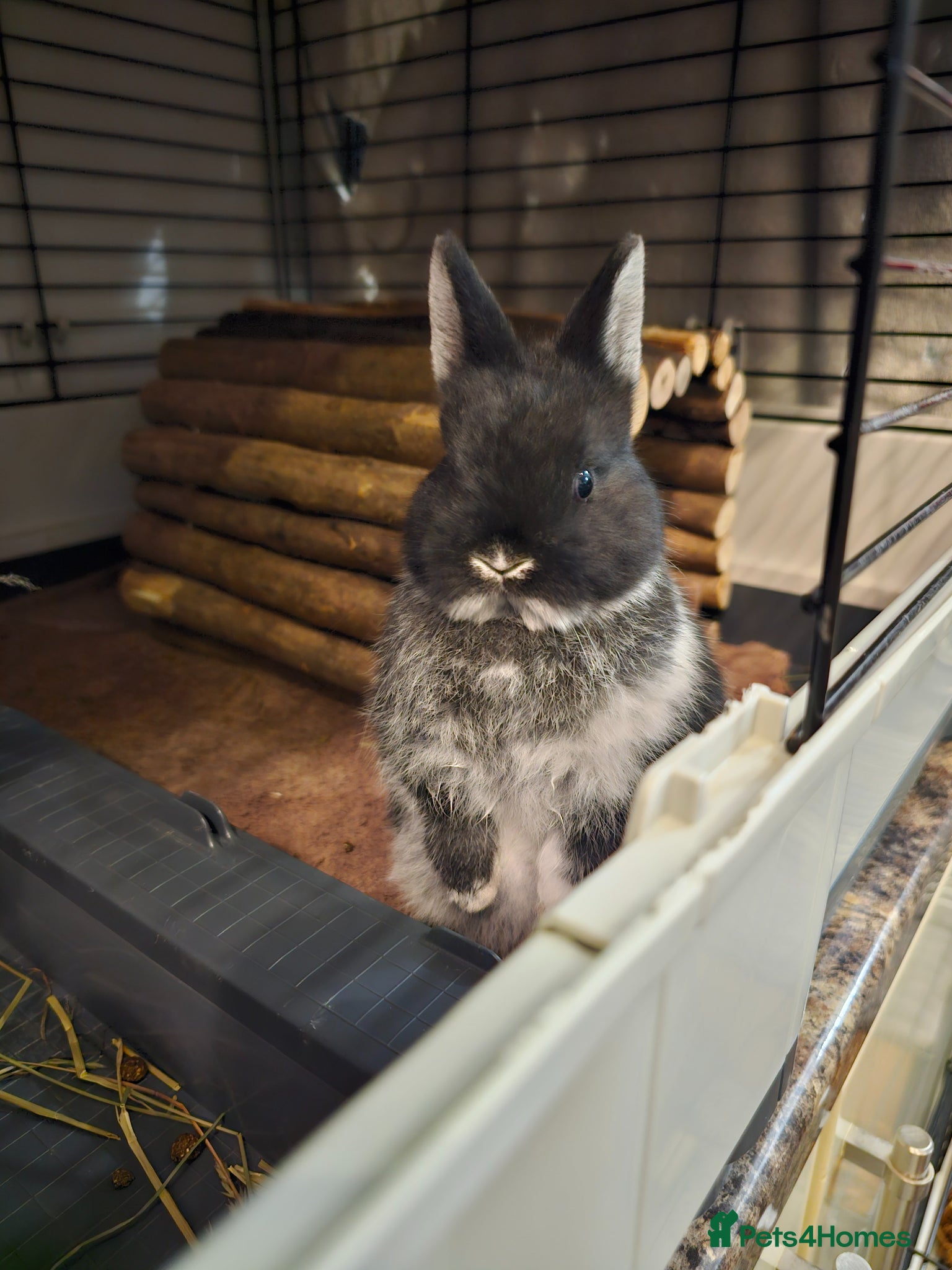 Netherland Dwarf rabbits Purebred Netherland Dwarf Doe - Advert 2