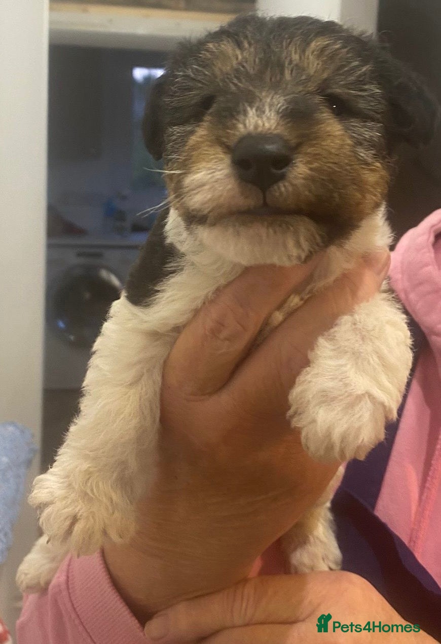 Fox Terrier dogs *Wire Haired Fox Terrier Pups* - Advert 2