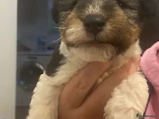 Fox Terrier dogs *Wire Haired Fox Terrier Pups* - Advert 2