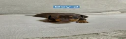 Miniature Dachshund dogs for sale: 6 beautiful mini dachshund pups STUNNING DAPPLES in Durham - Advert 7