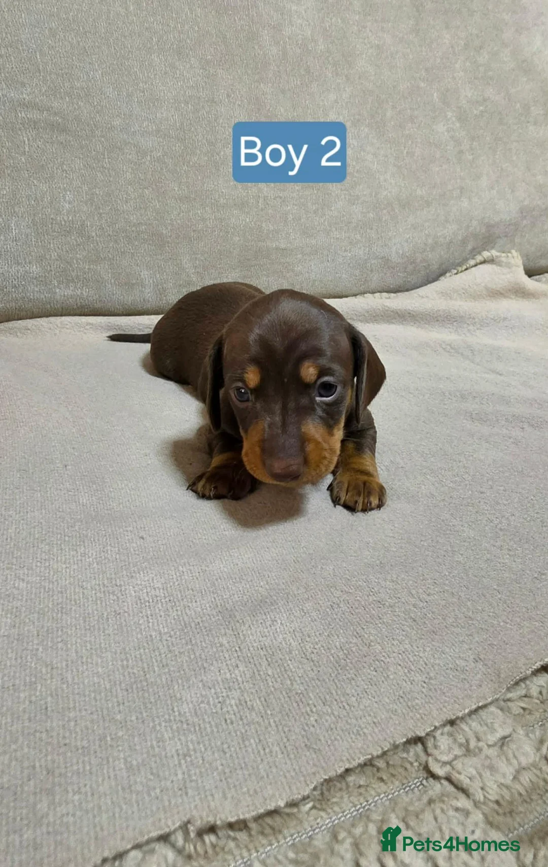 Miniature Dachshund dogs for sale: 6 beautiful mini dachshund pups STUNNING DAPPLES in Durham - Advert 7