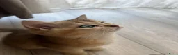 British Shorthair cats for sale: One golden British shorthair for sale. - Advert 10